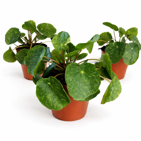 Pilea-Sugar