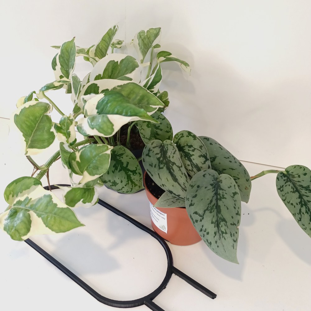 Pnącza na podporze – Scindapsus+Epipremnum+Podpórka