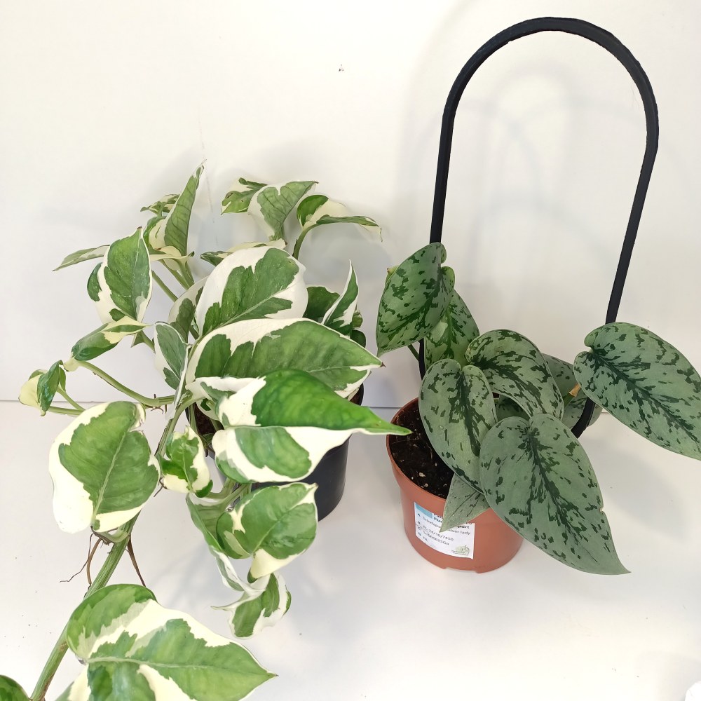 Pnącza na podporze – Scindapsus+Epipremnum+Podpórka