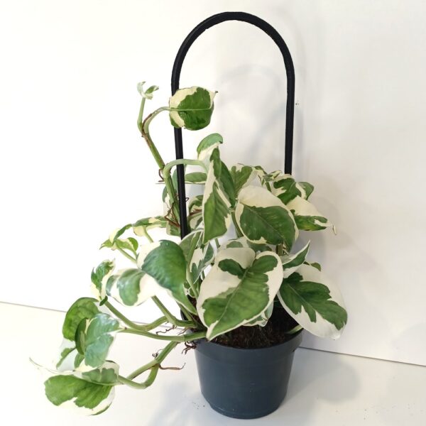 Pnącza na podporze - Scindapsus+Epipremnum+Podpórka