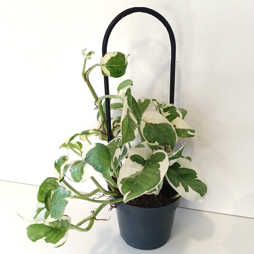 Pnącza na podporze – Scindapsus+Epipremnum+Podpórka