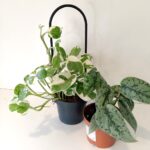 Pnącza na podporze - Scindapsus+Epipremnum+Podpórka