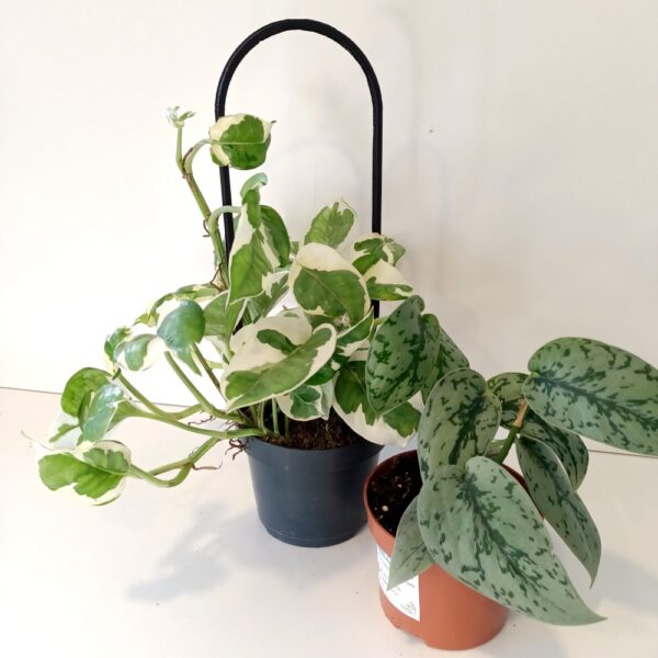 Pnącza na podporze - Scindapsus+Epipremnum+Podpórka Pnącza na podporze - Scindapsus+Epipremnum+Podpórka