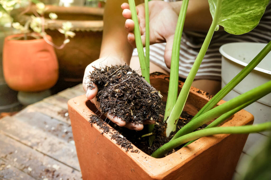 Podłoże „bigos”. Jak zrobić mieszankę do filodendronów, monstery i alokazji?