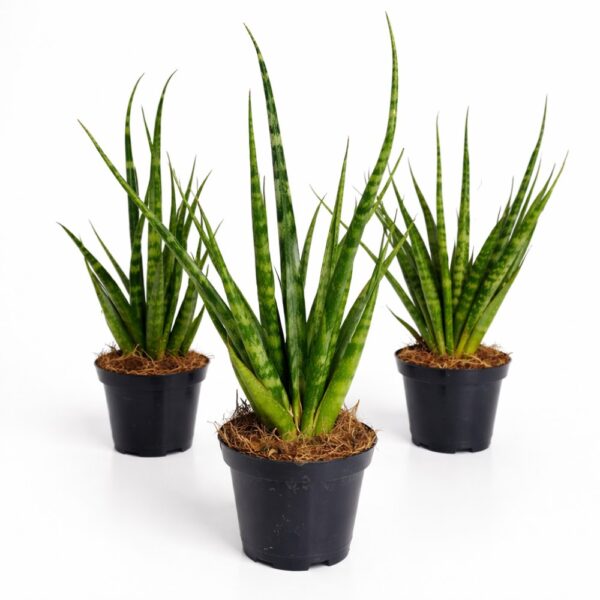 Sansevieria Digitorum Sansevieria Digitorum