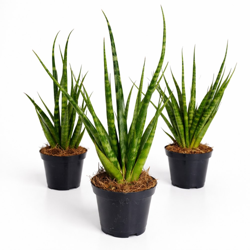 Sansevieria Digitorum