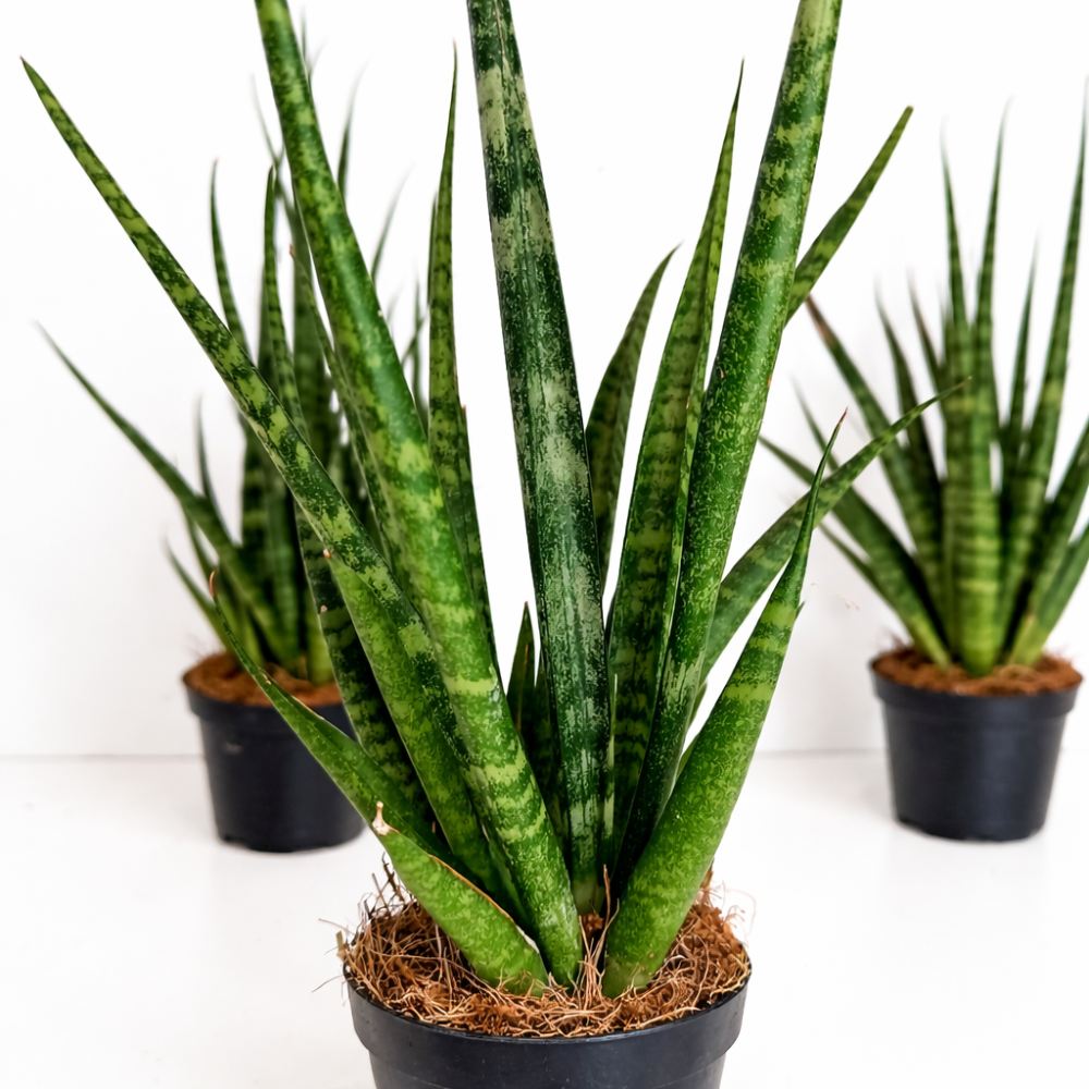 Sansevieria Digitorum