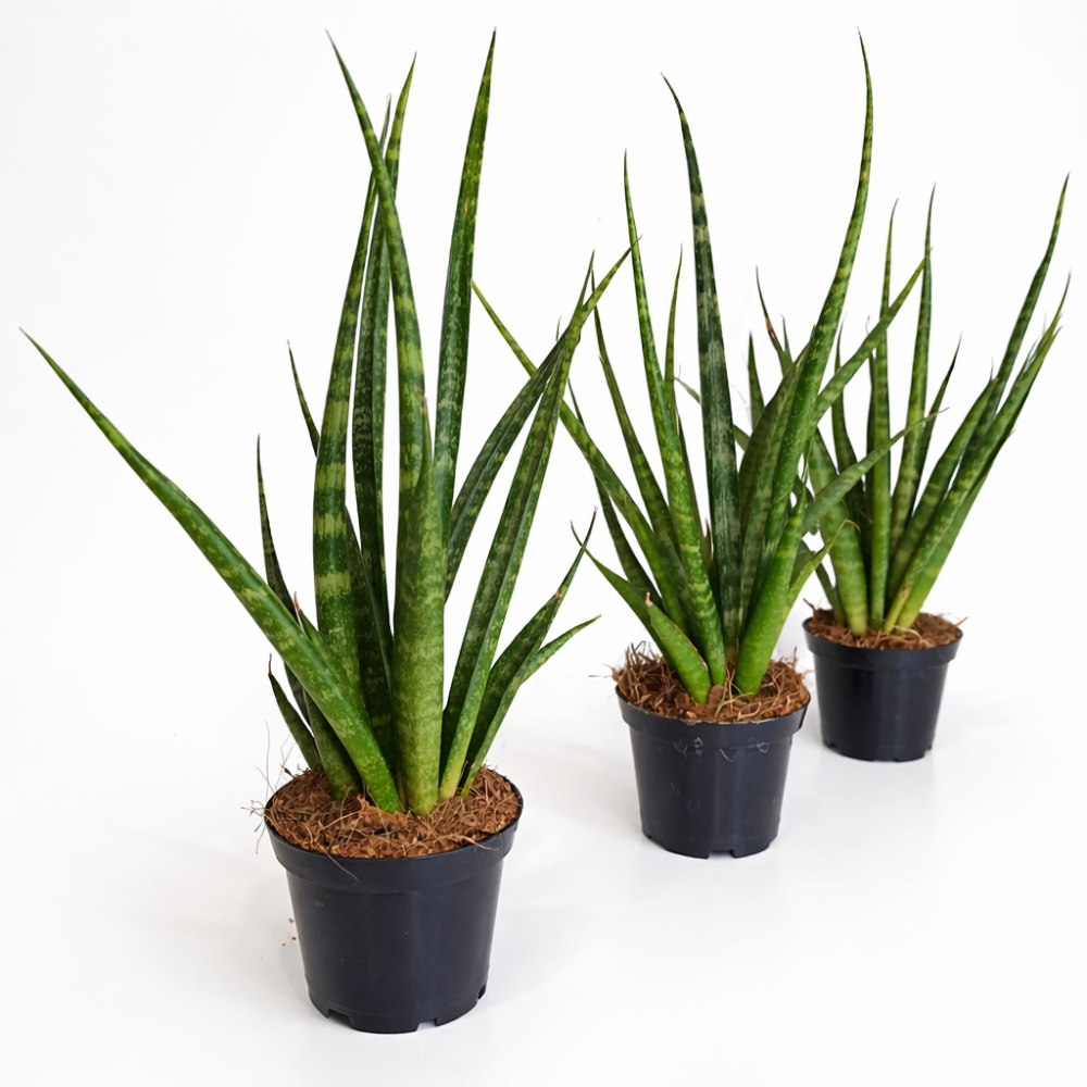 Sansevieria Digitorum