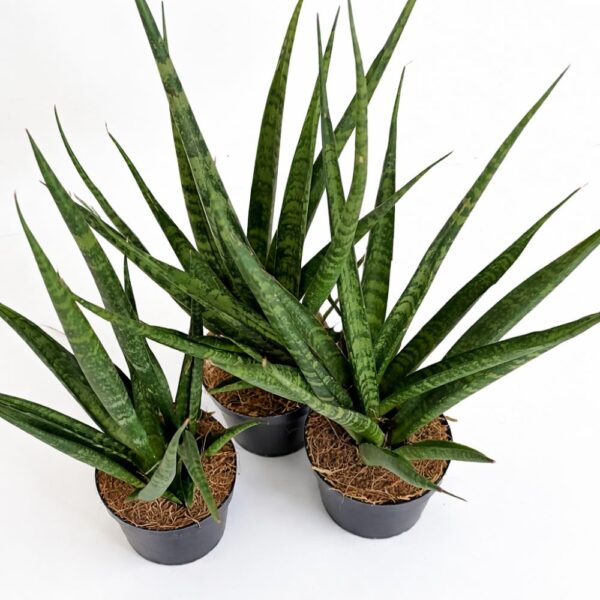 Sansevieria Digitorum