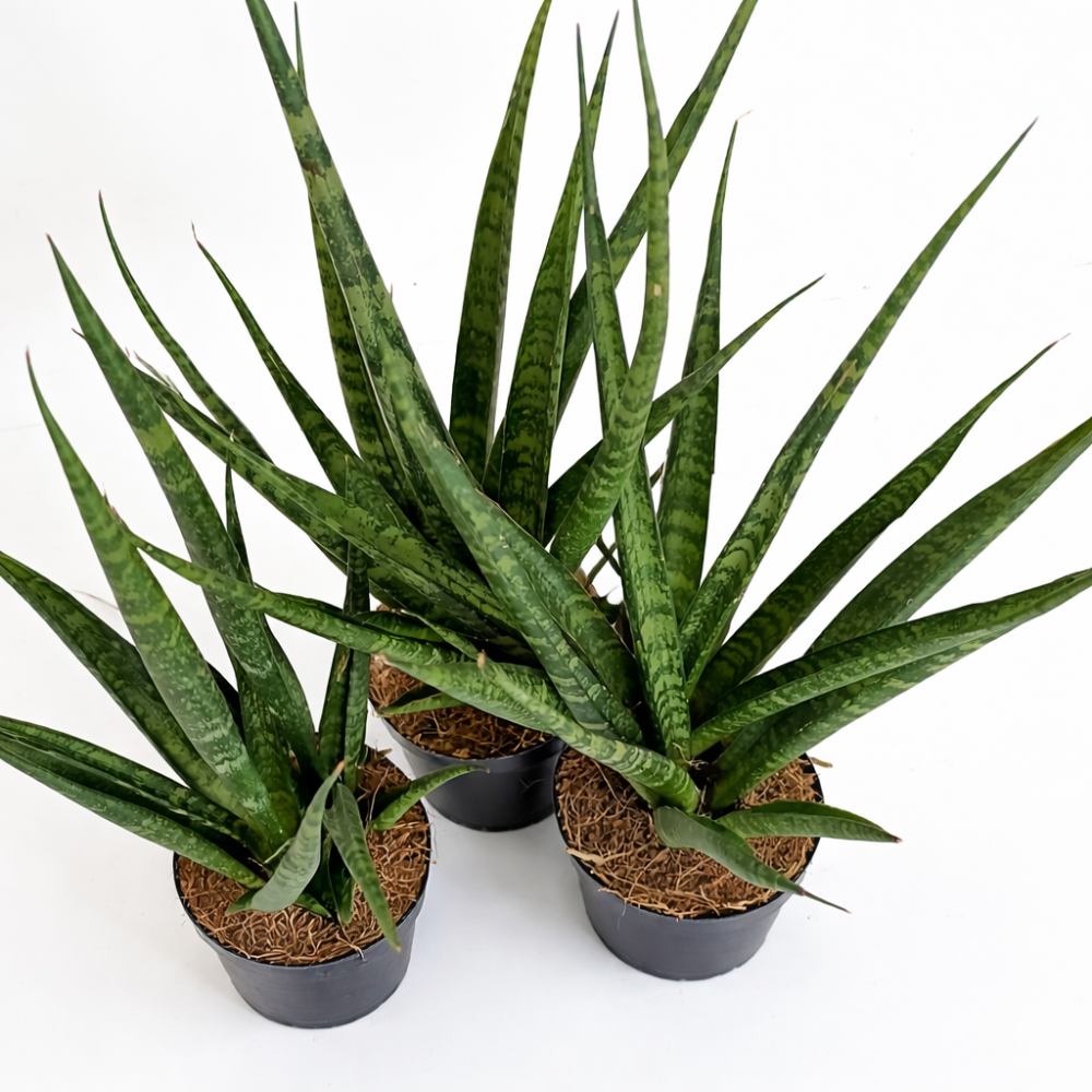Sansevieria Digitorum