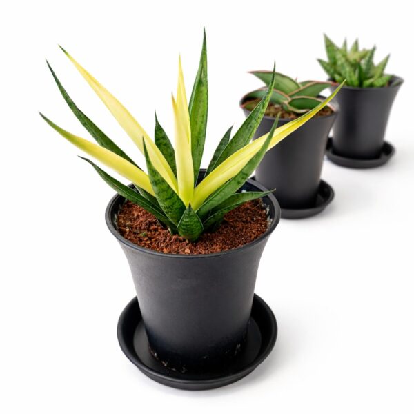 Sansevieria Easy Start – Trio