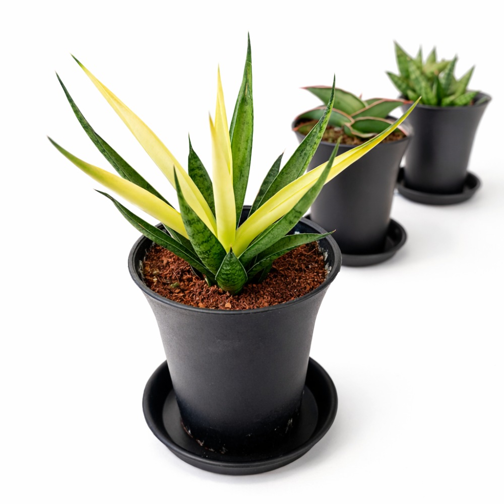Sansevieria Easy Start – Trio