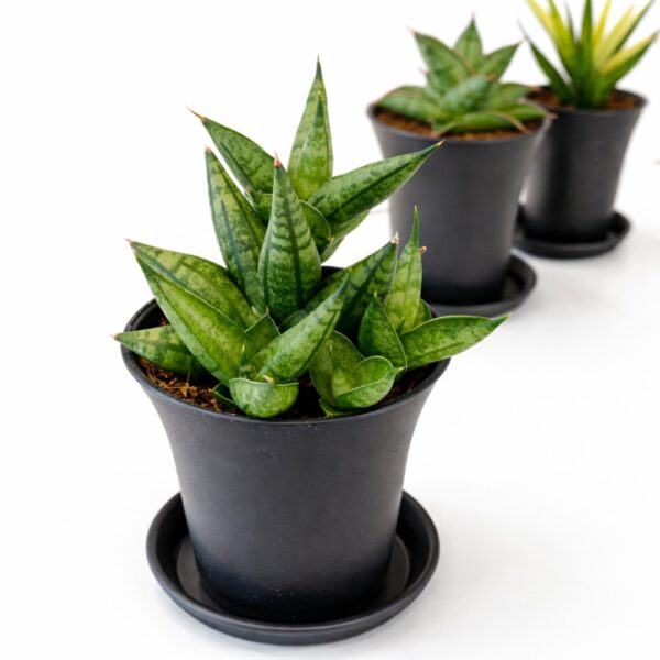 Sansevieria Easy Start – Trio