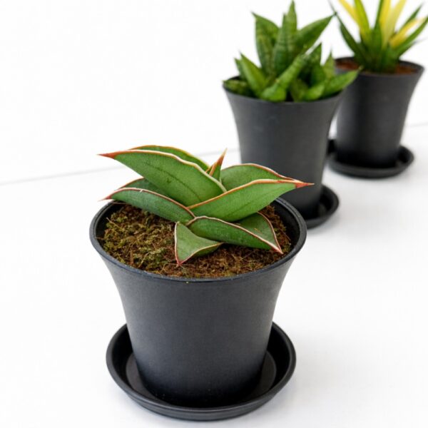 Sansevieria Easy Start – Trio