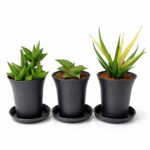 Sansevieria Easy Start – Trio