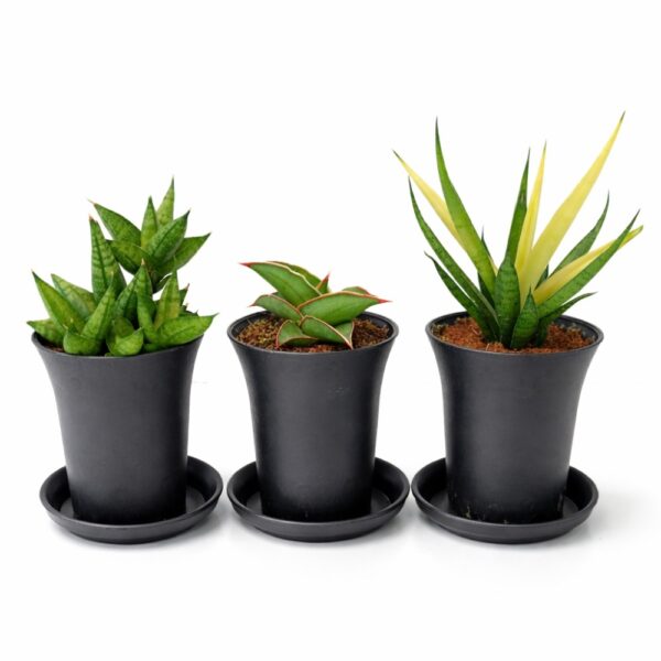 Sansevieria Easy Start – Trio