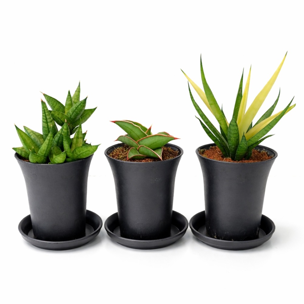 Sansevieria Easy Start – Trio
