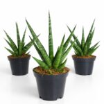 Sansevieria Francisii