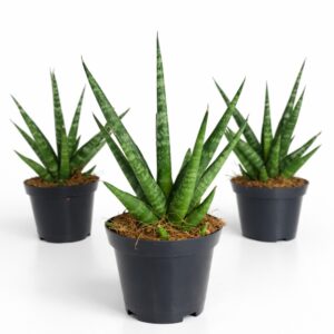 Sansevieria Francisii