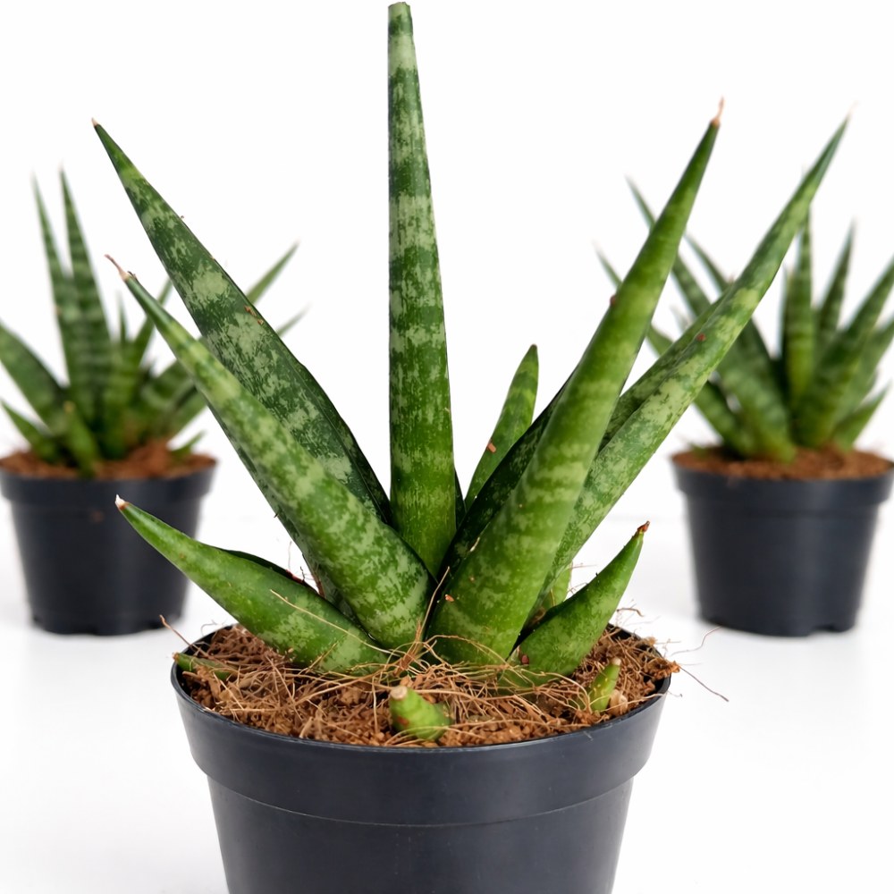 Sansevieria Francisii