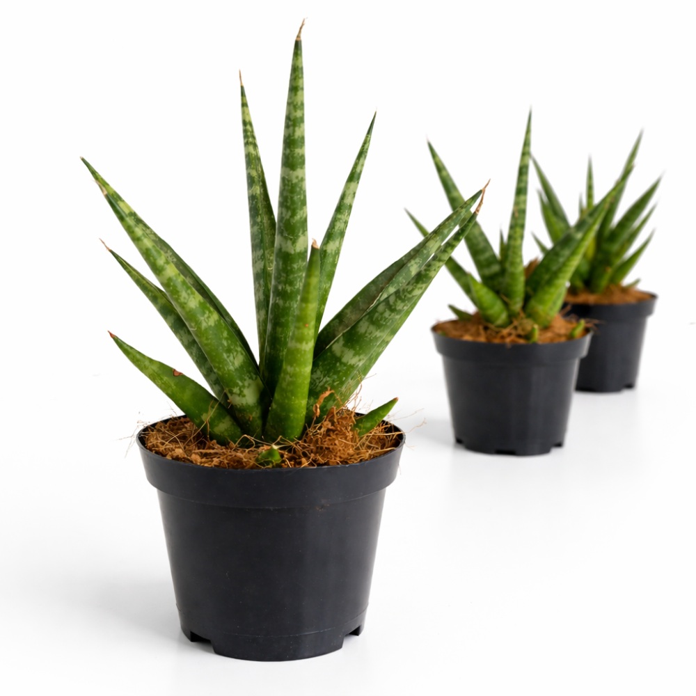 Sansevieria Francisii