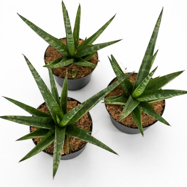 Sansevieria Francisii