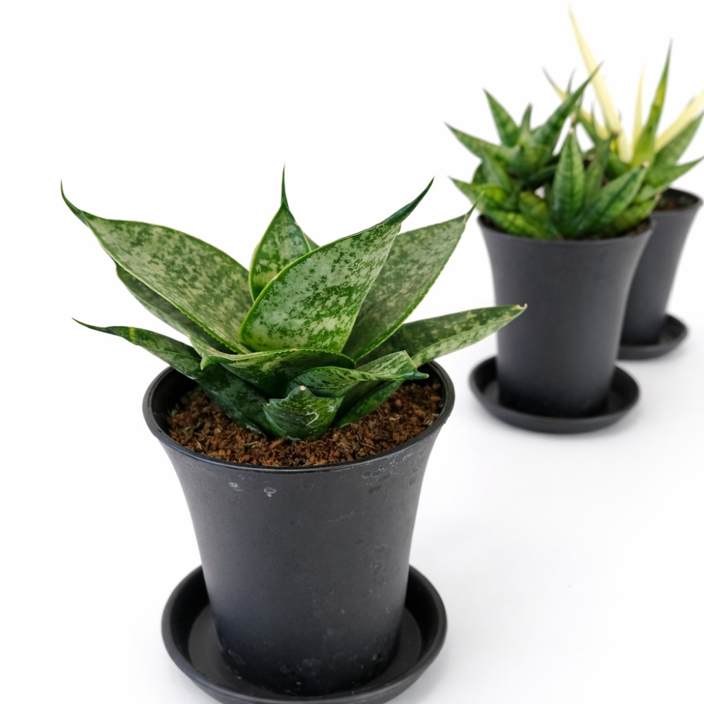 Sansevieria Mix 3 szt.1