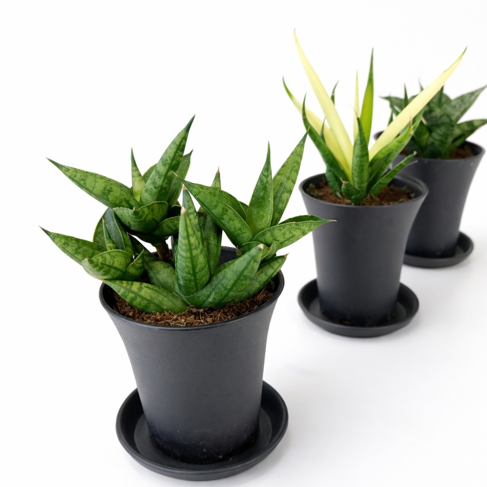 Sansevieria Mix 3 szt.2