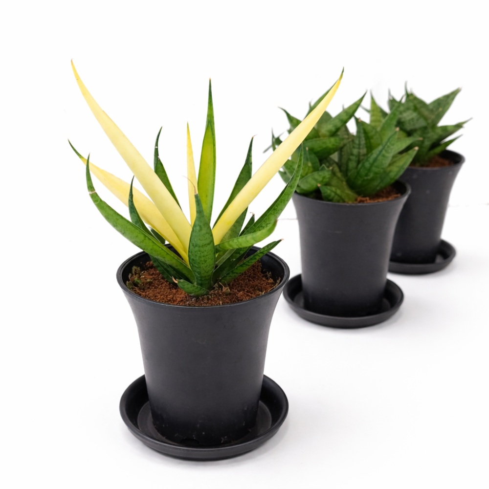 Sansevieria Mix 3 szt.3