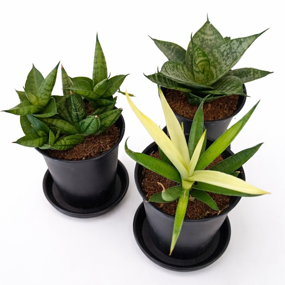 Sansevieria Mix 3 szt.4