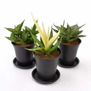 Sansevieria Mix 3 szt.