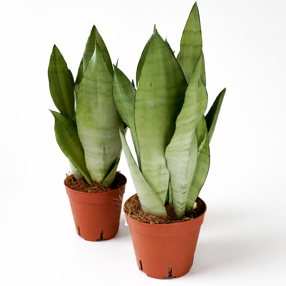 Sansevieria-Moonshine