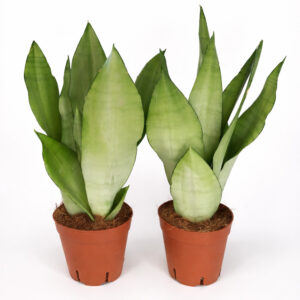 Sansevieria-Moonshine