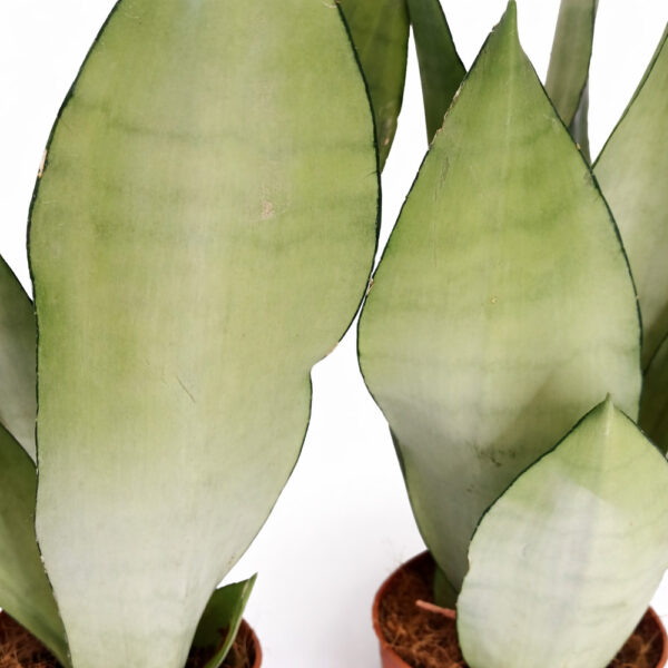 Sansevieria-Moonshine