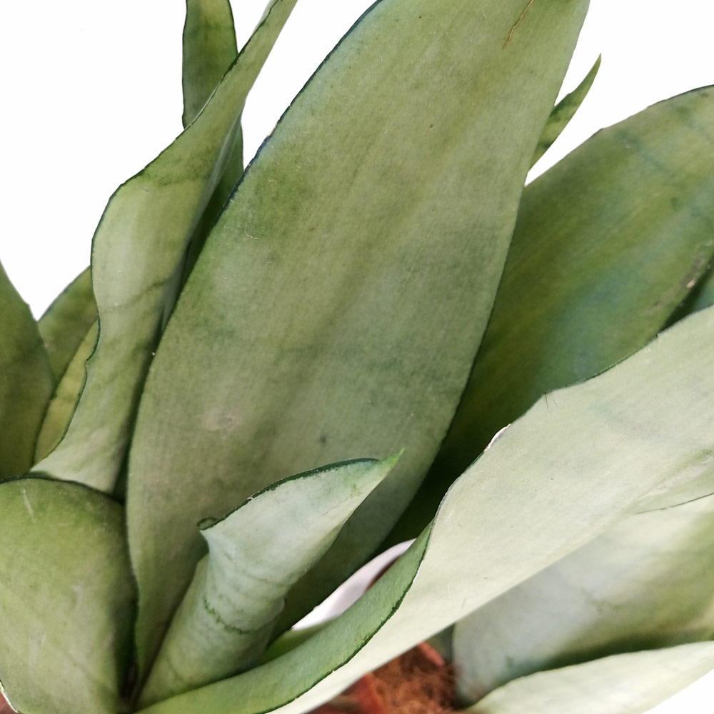 Sansevieria-Moonshine