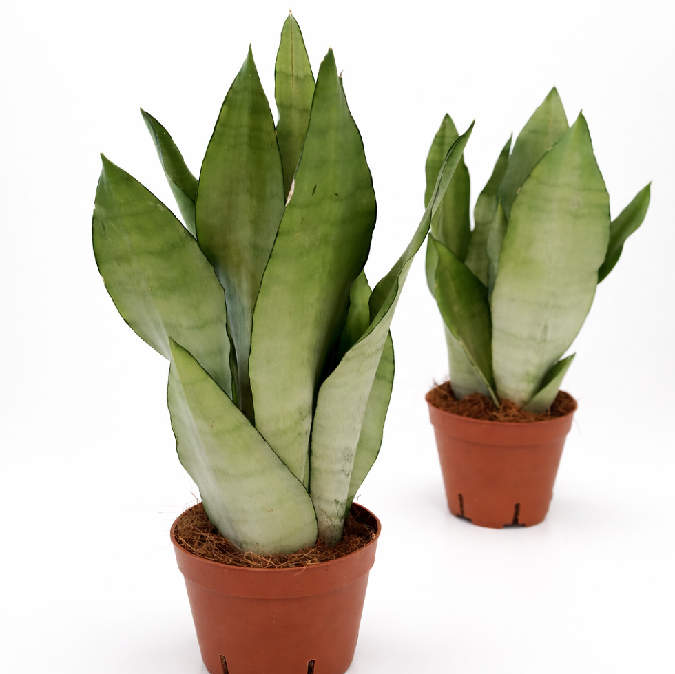 Sansevieria-Moonshine