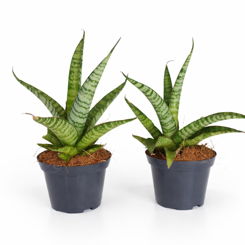 Sansevieria Queen Marble