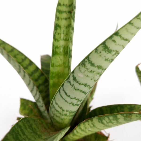 Sansevieria Queen Marble