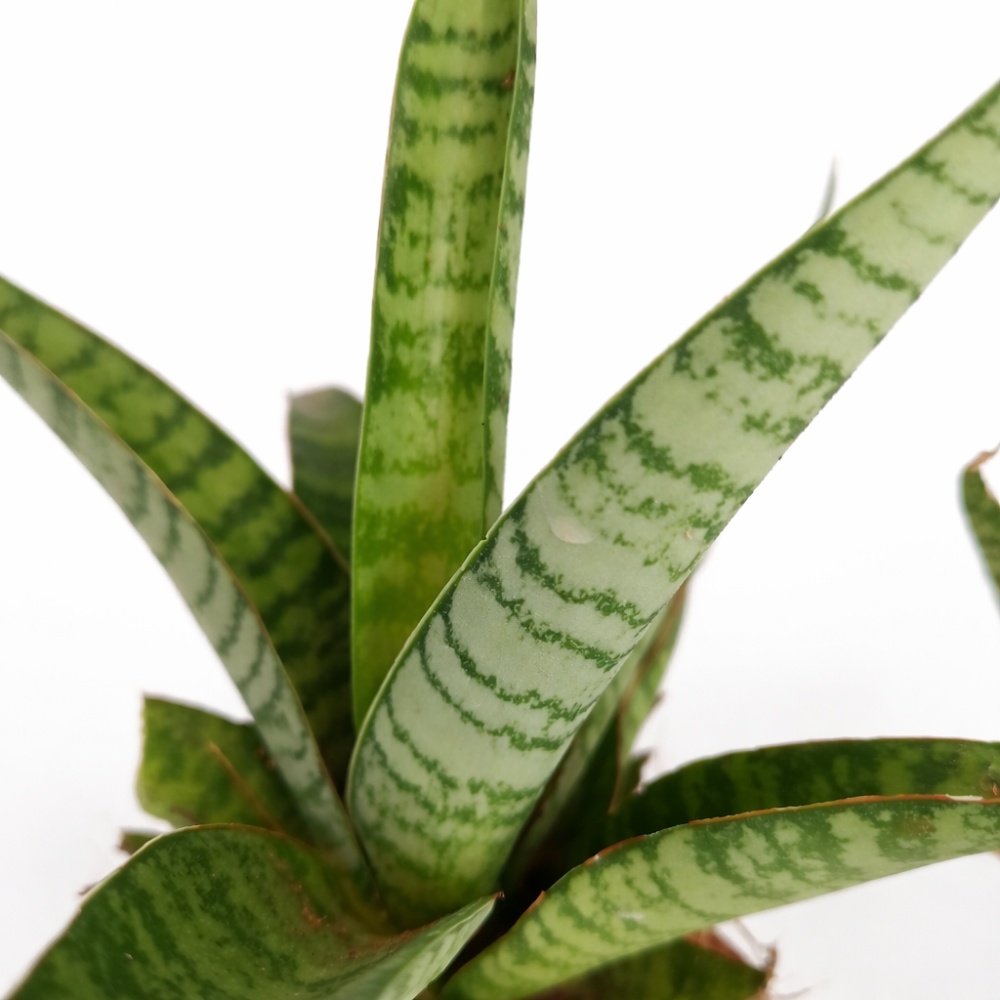 Sansevieria Queen Marble