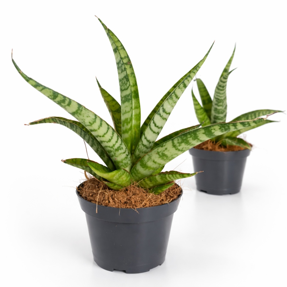 Sansevieria Queen Marble