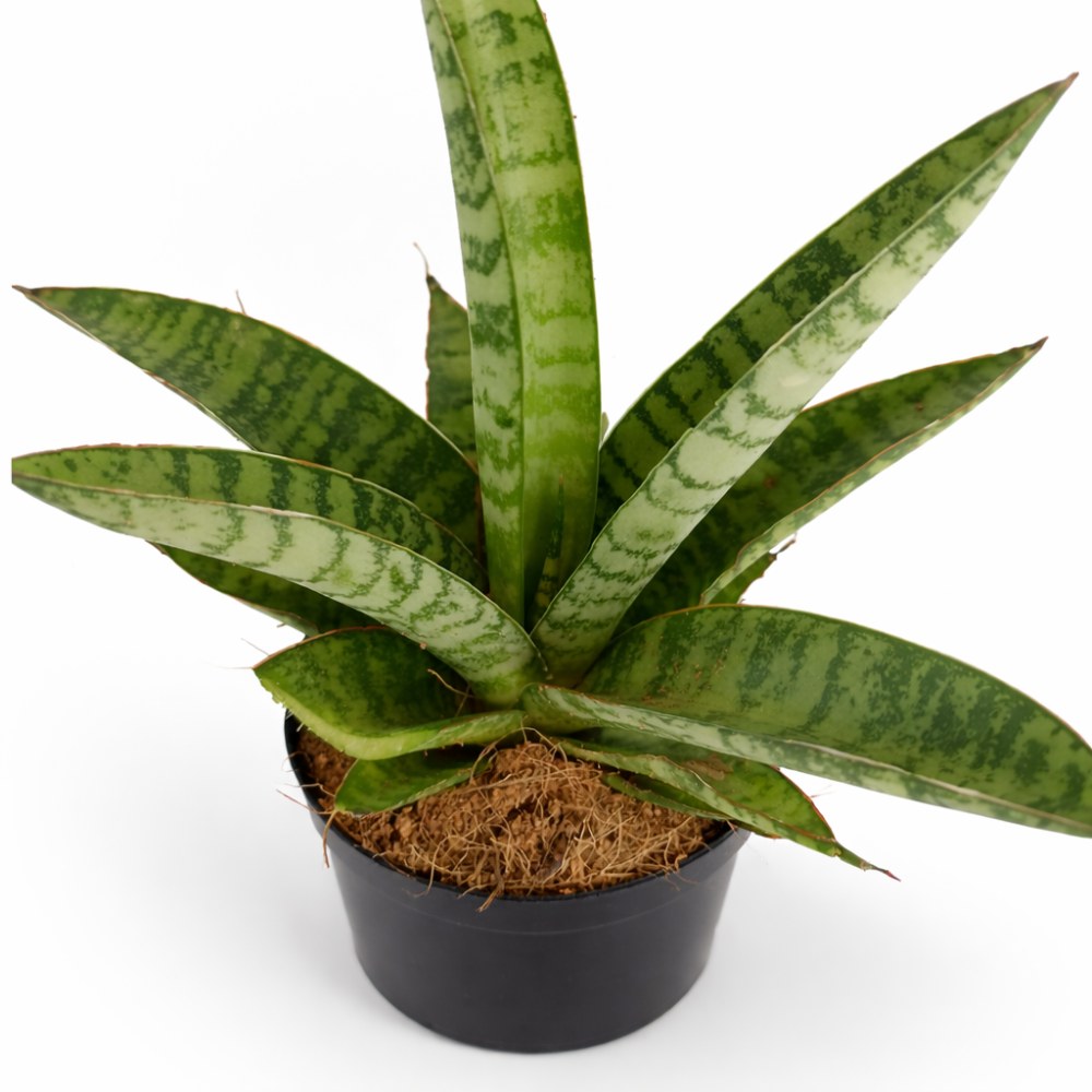 Sansevieria Queen Marble