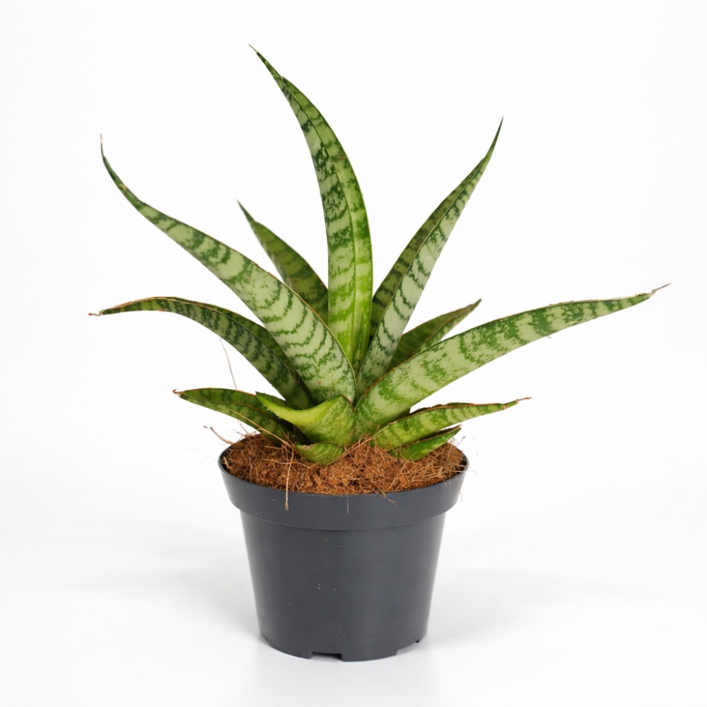 Sansevieria Queen Marble