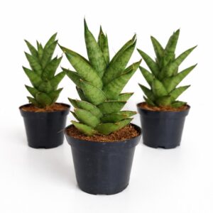 Sansevieria Tough Lady