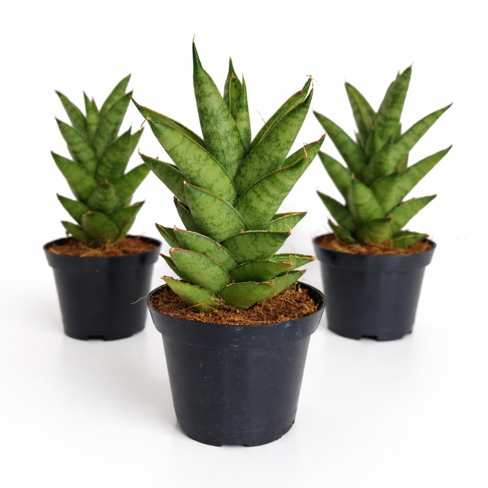 Sansevieria Tough Lady