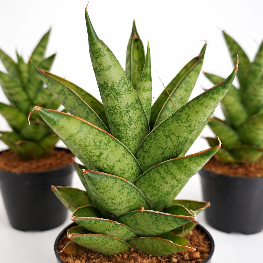 Sansevieria Tough Lady