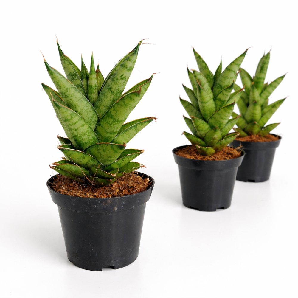 Sansevieria Tough Lady