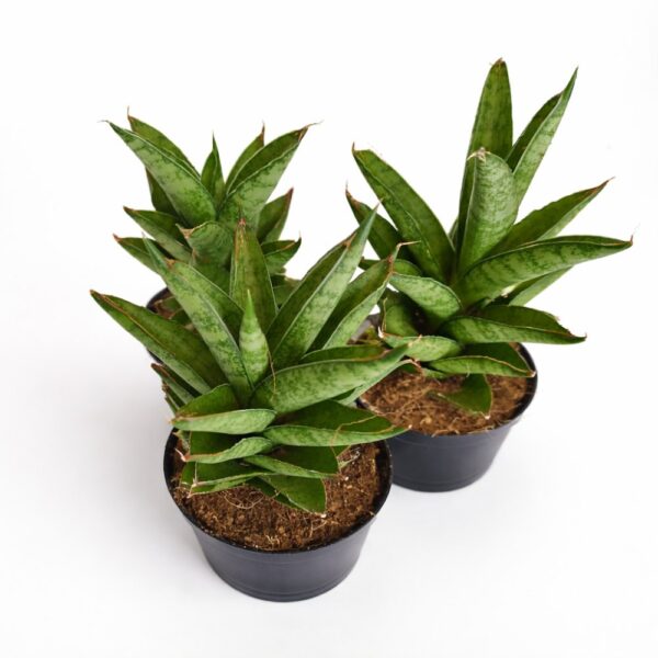 Sansevieria Tough Lady