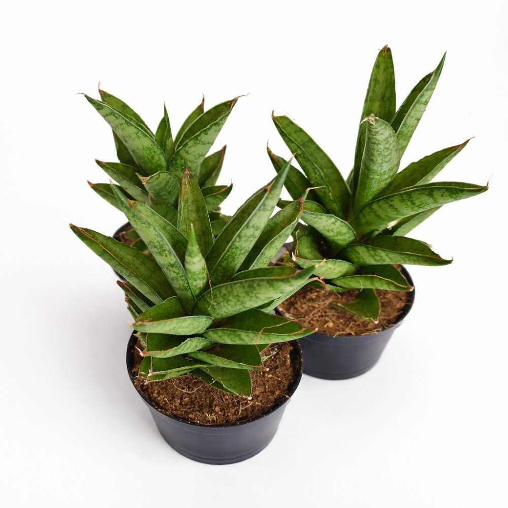 Sansevieria Tough Lady