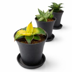 Sansevieria Trio – Start bez stresu