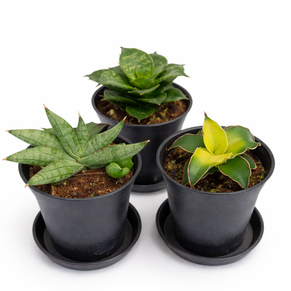 Sansevieria Trio – Start bez stresu